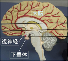 下垂体の位置